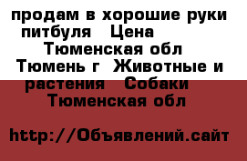 продам в хорошие руки питбуля › Цена ­ 3 000 - Тюменская обл., Тюмень г. Животные и растения » Собаки   . Тюменская обл.